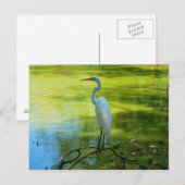 De Egret Briefkaart (Voorkant / Achterkant)