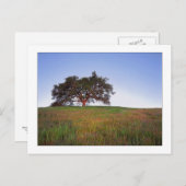 De "eiken Gloed van de Boom " Briefkaart (Voorkant / Achterkant)