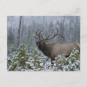 De Elanden van de stier in sneeuw die, het Briefkaart