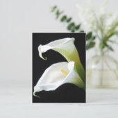 De elegante Calla Lelie bloeit 8 Briefkaart (Staand voorkant)