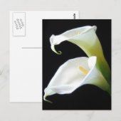De elegante Calla Lelie bloeit 8 Briefkaart (Voorkant / Achterkant)
