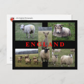 De Engelse Scènes van Schapen Briefkaart (Voorkant / Achterkant)