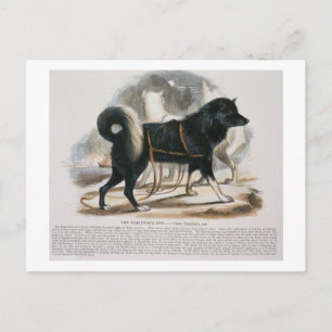 De Esquimaux Dog (Canis familiaris) Briefkaart