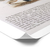 De Esquimaux Dog (Canis familiaris) Poster (Hoek)