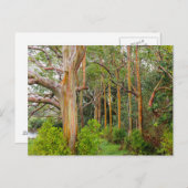 De Eucalyptus van de regenboog. Maui, Hawaï Briefkaart (Voorkant / Achterkant)