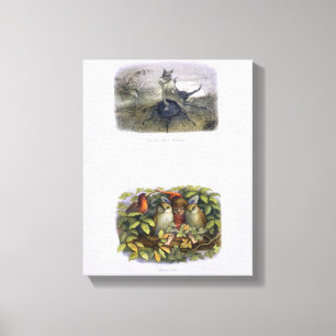 De Fairy Queen's Messenger, Elf en Owls, is ziek Canvas Afdruk