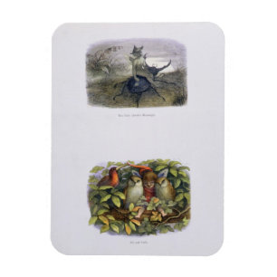 De Fairy Queen's Messenger, Elf en Owls, is ziek Magneet