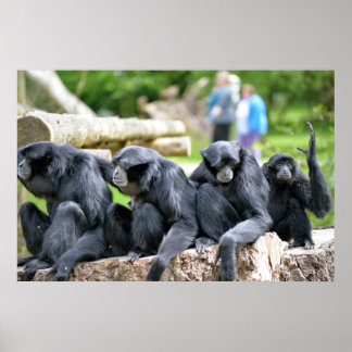 De familie Siamang Gibbon ontspanning in de wilde Poster