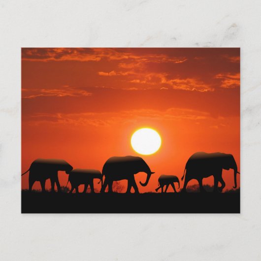 De familie van de olifant briefkaart (Voorkant)