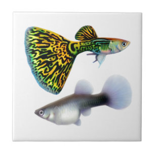 De Fancy Fantail Guppies Tile Tegeltje