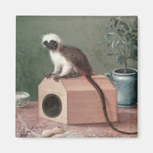 De favoriete aap van Carl Linnaeus Magneet