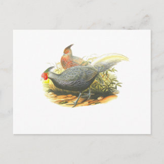 De Fazant van Kalij Briefkaart