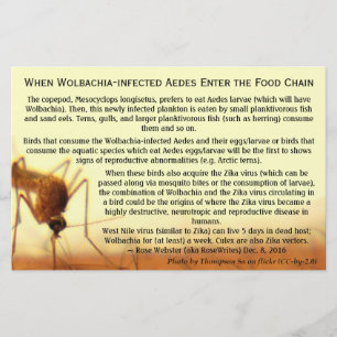 De feiten: Wolbachia-geïnfecteerde ooien van RoseW Flyer