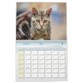 De Feral LiFe Fotokatten 2025 Kalender (Jan 2026)