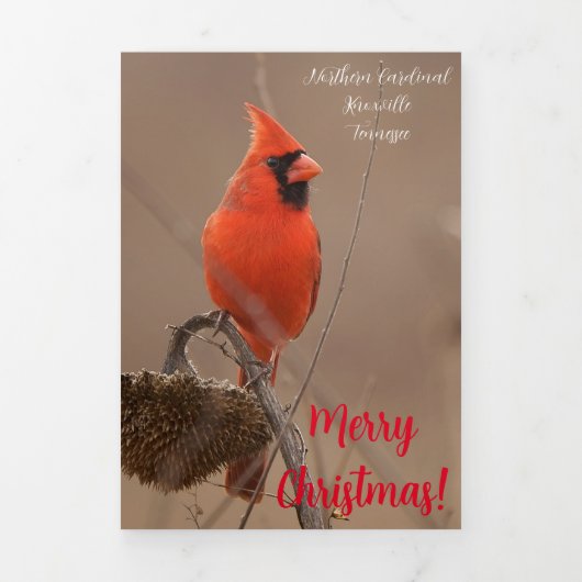 De Fin D'année Trois Volets Carte "Joyeux Noël" avec Cardinal (Page de couverture)