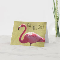 De flamingo wordt goed spoedig Kaart