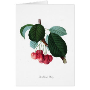 De Florence cherry