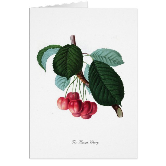 De Florence cherry (Voorkant)