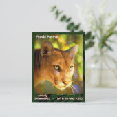 De Florida Panther, een bedreigd dier — Briefkaart (Staand voorkant)