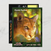 De Florida Panther, een bedreigd dier — Briefkaart (Voorkant / Achterkant)
