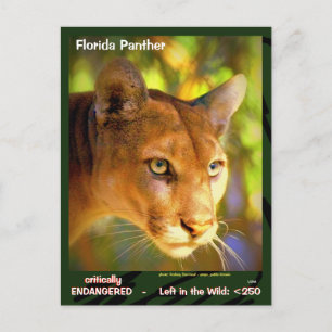 De Florida Panther, een bedreigd dier — Briefkaart