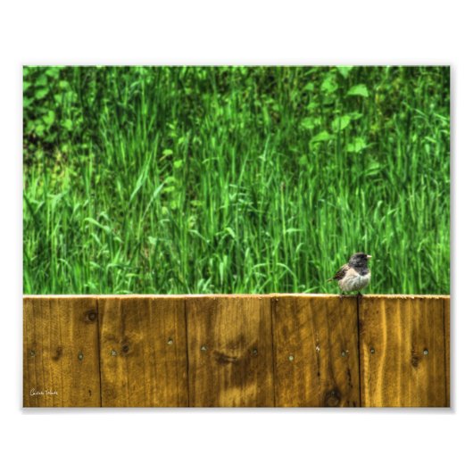 De fluffy Bird Foto Afdruk (Voorkant)