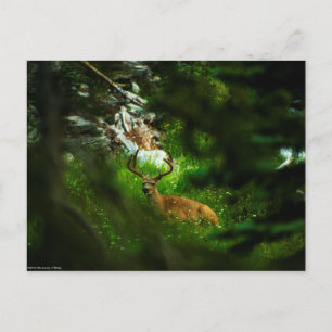 De Forest Prince Briefkaart