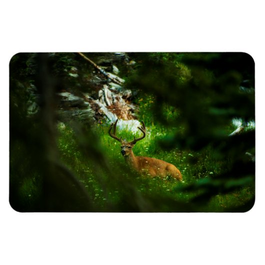 De Forest Prince Magneet (Horizontaal)