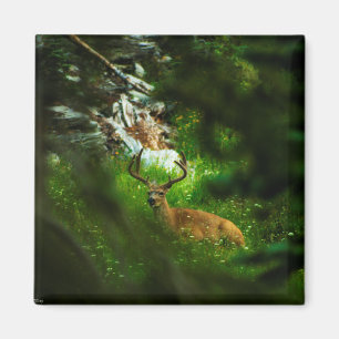 De Forest Prince Magneet