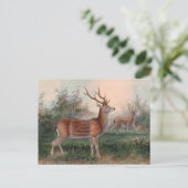 De Formosan Deer van Joseph Wolf Briefkaart (Staand voorkant)