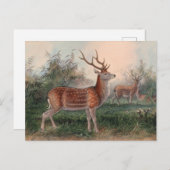 De Formosan Deer van Joseph Wolf Briefkaart (Voorkant / Achterkant)