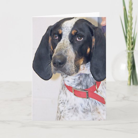 De Foto van Coonhound van Bluetick Kaart (Voorkant)