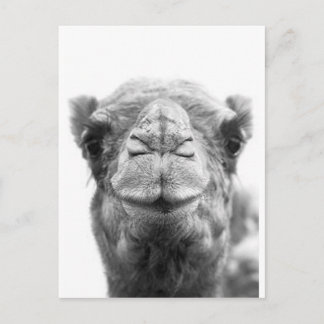 De Foto van de Close-up van de Pret van de Kussen Briefkaart
