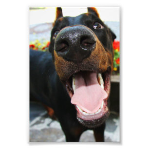 De Foto van Doberman Afdruk