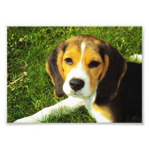 De Foto van het Puppy van de brak Afdruk