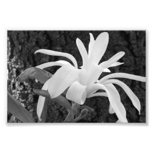 De fotografische Magnolia van de Ster van de Druk Foto Afdruk