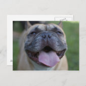 De Franse Bulldog Briefkaart (Voorkant / Achterkant)