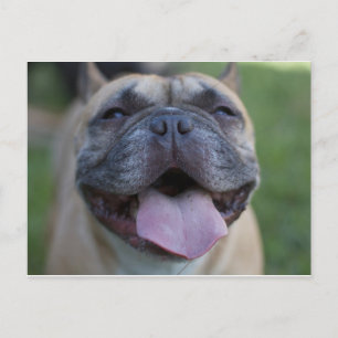 De Franse Bulldog Briefkaart