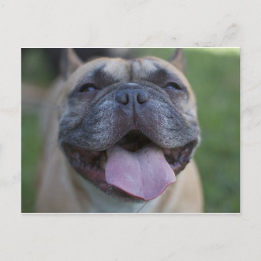De Franse Bulldog Briefkaart (Voorkant)