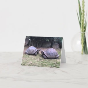 de Galapagos schildpad notecard Kaart
