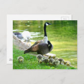 De gansfamilie van Canada Briefkaart (Voorkant / Achterkant)
