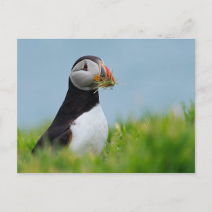 De Gatherer Puffin Briefkaart