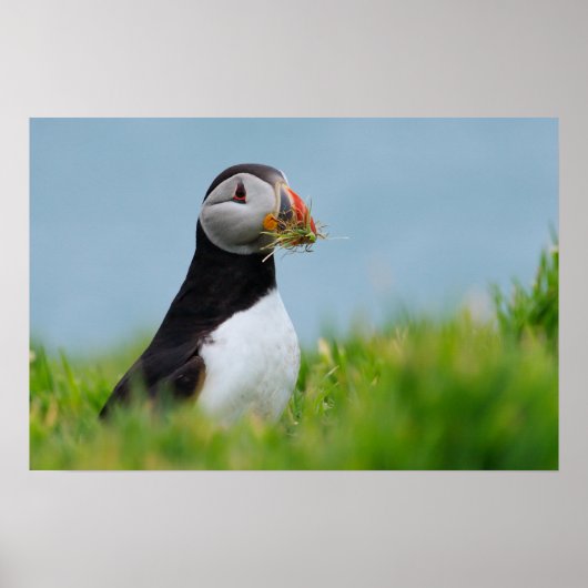 De Gatherer Puffin Poster (Voorkant)