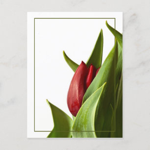 De geboorte van een Rode Lente Tulp Briefkaart
