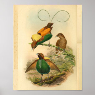 De Geelgroene Vintage Druk van paradijsvogels Poster