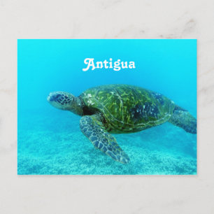 De Gefactureerde Schildpad van Antigua Havik Briefkaart