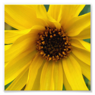 de gele bloemen van het najaar foto afdruk