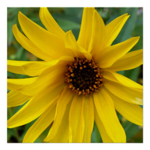 de gele bloemen van het najaar perfect poster