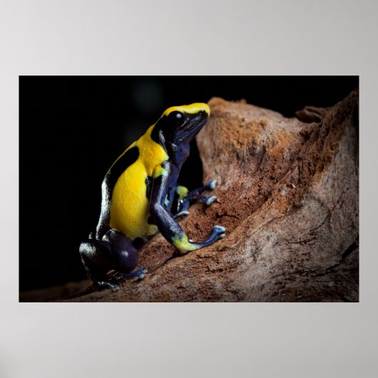 De gele en blauwe kikker van het vergif tpijltje poster (Voorkant)