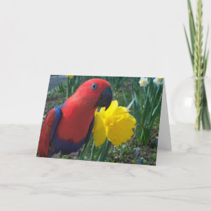 De Gele narcis van Eclectus -- Large Kaart
